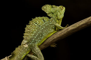 Costa-Rica-Green-Basilisk-2026_M2A8940-1 Costa-Rica-Green-Basilisk-2026_M2A8940-1