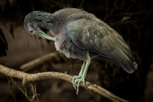 Costa-Rica-Green-Ibis-2026_M2A7850-1 Costa-Rica-Green-Ibis-2026_M2A7850-1