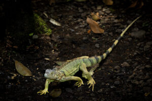 Costa-Rica-Green-Iguana-2026_M2A7450-1 Costa-Rica-Green-Iguana-2026_M2A7450-1
