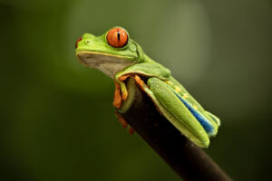 Costa-Rica-Green-Leaf-Frog-2026_M2A4869-1 Costa-Rica-Green-Leaf-Frog-2026_M2A4869-1