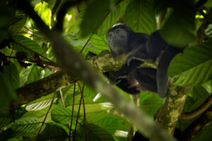 Costa-Rica-Howler-Monkey-2026_M2A6038-1 Costa-Rica-Howler-Monkey-2026_M2A6038-1