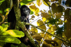 Costa-Rica-Howler-Monkey-2026_M2A6302-1 Costa-Rica-Howler-Monkey-2026_M2A6302-1