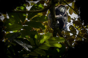 Costa-Rica-Howler-Monkey-2026_M2A6380-1 Costa-Rica-Howler-Monkey-2026_M2A6380-1