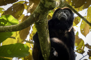 Costa-Rica-Howler-Monkey-2026_M2A6393-1 Costa-Rica-Howler-Monkey-2026_M2A6393-1
