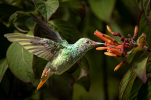 Costa-Rica-Hummingbird-2026_M2A3182-1