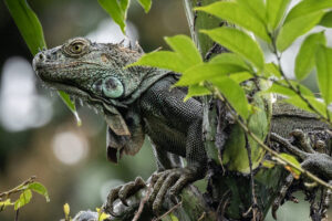 Costa-Rica-Iguana-2026_M2A6394-Cropped Costa-Rica-Iguana-2026_M2A6394-Cropped