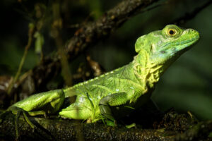Costa-Rica-Jesus-Christ-Lizard-2026_M2A6217-1 Costa-Rica-Jesus-Christ-Lizard-2026_M2A6217-1