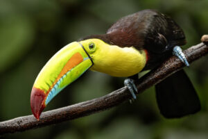 Costa-Rica-Keel-Billed-Toucan-2026_M2A3604-1 Costa-Rica-Keel-Billed-Toucan-2026_M2A3604-1