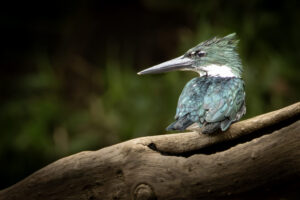 Costa-Rica-Kingfisher-2026_M2A8975-1 Costa-Rica-Kingfisher-2026_M2A8975-1