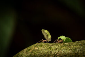 Costa-Rica-Leaf-Cutter-2026_M2A7382-1 Costa-Rica-Leaf-Cutter-2026_M2A7382-1