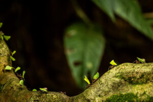 Costa-Rica-Leaf-cutter-2026_M2A7397-1 Costa-Rica-Leaf-cutter-2026_M2A7397-1