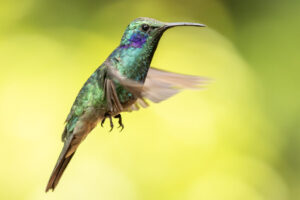 Costa-Rica-Lesser-Violetear-2026_M2A4026-1