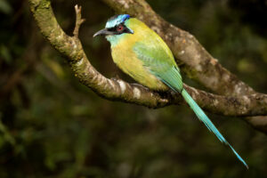 Costa-Rica-Lessons-Motmot-2026_M2A4984-1