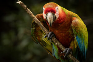 Costa-Rica-Macaw-2026_M2A9456-1 Costa-Rica-Macaw-2026_M2A9456-1