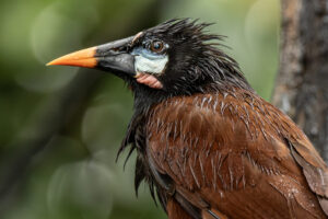 Costa-Rica-Montezuma-Oropendola-2026_M2A8376-1 Costa-Rica-Montezuma-Oropendola-2026_M2A8376-1