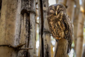 Costa-Rica-Mottled-Owl-2026_M2A1935-1