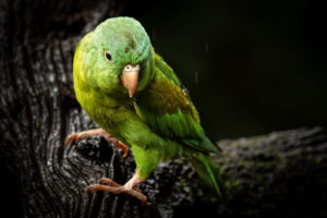 Costa-Rica-Orange-Chinned-Parakeet-2026_M2A8845-1 Costa-Rica-Orange-Chinned-Parakeet-2026_M2A8845-1