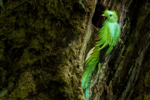 Costa-Rica-Quetzal-2026_M2A2490-1 Costa-Rica-Quetzal-2026_M2A2490-1