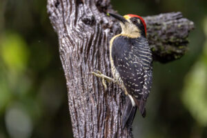 Costa-Rica-Red-Crowned-Woodpecker-2026_M2A8647-1