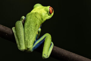 Costa-Rica-Red-Eyed-Leaf-Frog-2026_M2A4785-1 Costa-Rica-Red-Eyed-Leaf-Frog-2026_M2A4785-1