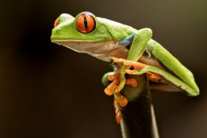 Costa-Rica-Red-Eyed-Leaf-Frog-2026_M2A4952-1 Costa-Rica-Red-Eyed-Leaf-Frog-2026_M2A4952-1