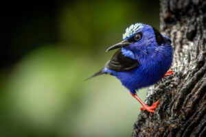 Costa-Rica-Red-Legged-Honeycreeper-2026_M2A9158-1 Costa-Rica-Red-Legged-Honeycreeper-2026_M2A9158-1