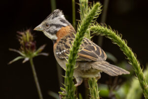 Costa-Rica-Rufous-Collared-Sparrow-2026_M2A3626-1 Costa-Rica-Rufous-Collared-Sparrow-2026_M2A3626-1