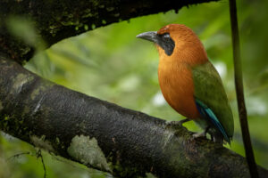 Costa-Rica-Rufous-Motmot-2026_M2A8227-1 Costa-Rica-Rufous-Motmot-2026_M2A8227-1