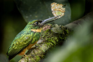 Costa-Rica-Rufous-Tailed-Jacamr-2026_M2A5854-1 Costa-Rica-Rufous-Tailed-Jacamr-2026_M2A5854-1