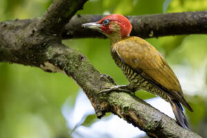 Costa-Rica-Rufous-Winged-Woodpecker-2026_M2A5423-1
