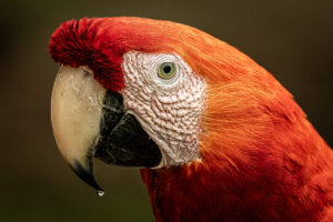 Costa-Rica-Scarlet-Macaw-2026_M2A9415-1