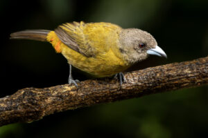 Costa-Rica-Scarlet-Rumped-Tanager-Fem-2026_M2A7207-1 Costa-Rica-Scarlet-Rumped-Tanager-Fem-2026_M2A7207-1