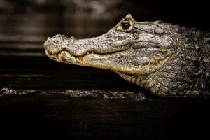 Costa-Rica-Spectacled-Caiman-2026_M2A9270-1 Costa-Rica-Spectacled-Caiman-2026_M2A9270-1