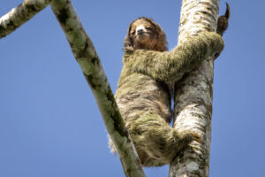 Costa-Rica-Three-Toed-Sloth-2026_M2A5192-1 Costa-Rica-Three-Toed-Sloth-2026_M2A5192-1