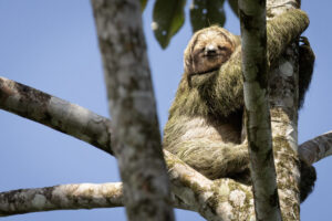 Costa-Rica-Three-Toed-Sloth-2026_M2A5259-1 Costa-Rica-Three-Toed-Sloth-2026_M2A5259-1