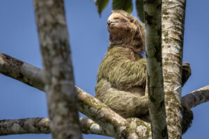 Costa-Rica-Three-Toed-Sloth-2026_M2A5312-1 Costa-Rica-Three-Toed-Sloth-2026_M2A5312-1