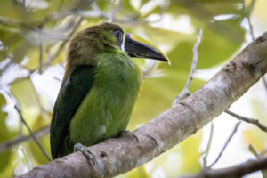 Costa-Rica-Toucanet-2026_M2A2774-1