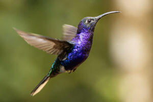 Costa-Rica-Violet-Sabrewing-2026_M2A3966-1 Costa-Rica-Violet-Sabrewing-2026_M2A3966-1