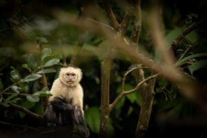 Costa-Rica-White-Faced-Capuchin-2026_M2A9408-1 Costa-Rica-White-Faced-Capuchin-2026_M2A9408-1