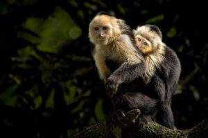 Costa-Rica-White-Faced-Capuchin-2026_M2A9610-1 Costa-Rica-White-Faced-Capuchin-2026_M2A9610-1