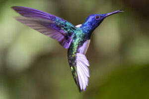 Costa-Rica-White-Necked-Jacobin-2026_M2A9966-1 Costa-Rica-White-Necked-Jacobin-2026_M2A9966-1