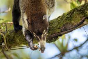 Costa-Rica-White-Nosed-Coati-2026_M2A3659-1 Costa-Rica-White-Nosed-Coati-2026_M2A3659-1