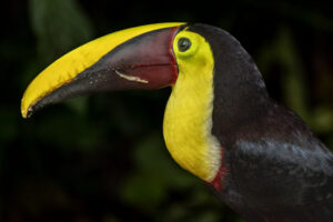 Costa-Rica-Yellow-Throated-Toucan-2026_M2A7786-1