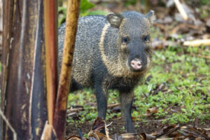 Costa-Rica-collared-peccary-2026_M2A3083-1 Costa-Rica-collared-peccary-2026_M2A3083-1