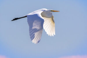 Birds_Great-Egret-IMG_8241-1 Birds_Great-Egret-IMG_8241-1