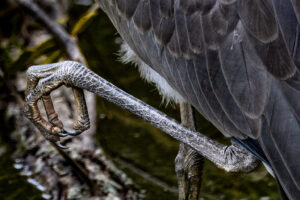 Centennial-Park-Heron-R5II_M2A6081-1 Centennial-Park-Heron-R5II_M2A6081-1