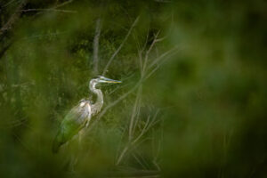 Centennial-Park-Heron-R5II_M2A6091-1 Centennial-Park-Heron-R5II_M2A6091-1
