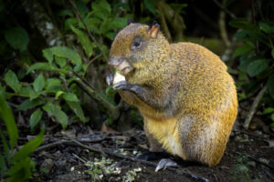 Costa-Rica-Agouti-2026_M2A2135-1 Costa-Rica-Agouti-2026_M2A2135-1