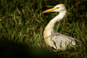 Costa-Rica-Cattle-Egret-2026_M2A6653-1 Costa-Rica-Cattle-Egret-2026_M2A6653-1