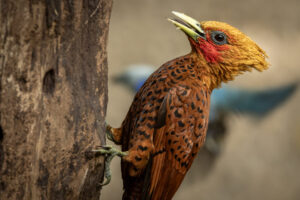 Costa-Rica-Chestnut-Colored-Woodpecker-2026_M2A5777-1 Costa-Rica-Chestnut-Colored-Woodpecker-2026_M2A5777-1
